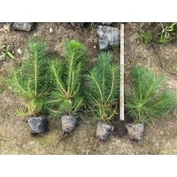 油松 油松杯苗 阳性树种喜阳光抗瘠薄 吉林油松树苗 誉凯苗木
