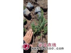 云杉 云杉营养杯苗 云杉移植苗 适应性强 易成活 誉凯苗木图1