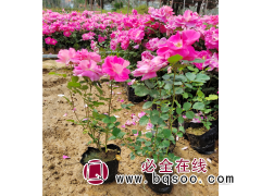 月季花小苗 大花月季杯苗 庭院月季苗 绿化苗 南阳树桩月季图1