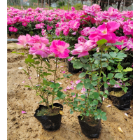 月季花小苗 大花月季杯苗 庭院月季苗 绿化苗 南阳树桩月季