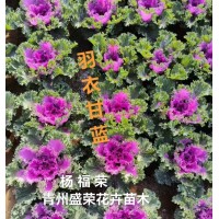 羽衣甘蓝小苗 抗冻草花 冬季草花 花坛花镜 青州盛荣花卉