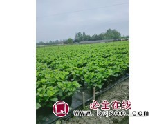 育苗盘 PET塑料花卉育苗穴盘 蔬菜育种扦农用托盘 金林湾图1