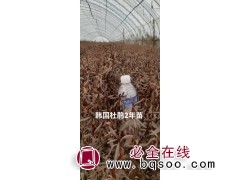 韩国杜鹃2年苗 大叶杜鹃花 杜鹃花苗 蛟河市东富苗圃图1