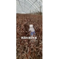 韩国杜鹃2年苗 大叶杜鹃花 杜鹃花苗 蛟河市东富苗圃