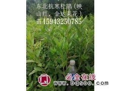 东北抗寒杜鹃 映山红 金达莱花苗 抗寒杜鹃花小苗 东富苗圃图1