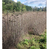 百花花楸 观花冬季赏果 1-3公分百花花楸小苗 鹤翔苗圃