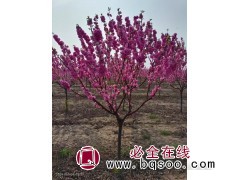 独杆榆叶梅 道路绿化树 小区公园种植树 东北榆叶梅 瑞达苗圃图1