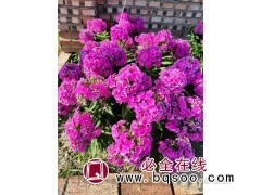 福禄考盆栽 花镜租摆用 绿化工程用苗 地被草花 秀凤宿根花卉图1