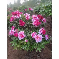 牡丹 多年生宿根花卉盆景盆栽种植观赏 庭院盆栽 天香倾城农业