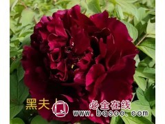 黑夫人牡丹 紫红色 三年苗龄庭院观赏盆栽牡丹 天香倾城农业图1