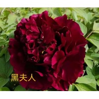 黑夫人牡丹 紫红色 三年苗龄庭院观赏盆栽牡丹 天香倾城农业