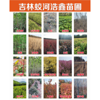 核桃楸树苗 胡桃楸 绿色观叶乔木基地大量种植批发 浩鑫苗圃