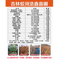 蒙古栎 辽东栎 蒙古栎裸根苗60-200公分 东北 浩鑫苗圃