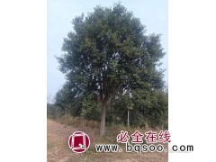 桂花 6-20公分 冠1-4米 焦作桂花树价格 万年春苗木图1