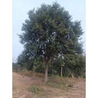 桂花 6-20公分 冠1-4米 焦作桂花树价格 万年春苗木