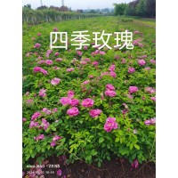 四季玫瑰 多季刺梅 黄刺梅营养杯苗 花坛花镜花海 皇马苗木