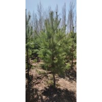 园林植物 基地直供樟子松大苗 樟子松树 树形好 赛罕种苗