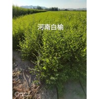 白榆 榆树苗 喜光耐寒耐旱 河南白榆 污染能力强 赛罕种苗