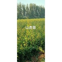 柠条-山杏-榆树苗-治沙防沙专用苗-沙棘苗-赛罕种苗造林