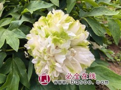 观赏牡丹五年苗 观赏千层重瓣牡丹 树牡丹苗 天香倾城农业图1