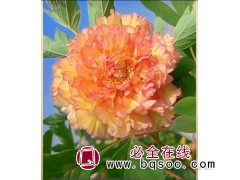 芍药花苗 牡丹盆栽 庭院牡丹花苗 重瓣牡丹 天香倾城农业图1