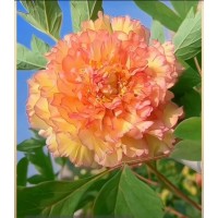 芍药花苗 牡丹盆栽 庭院牡丹花苗 重瓣牡丹 天香倾城农业