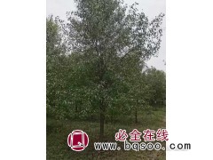 2-20厘米白蜡 惠民白蜡基地 特色苗木 白蜡行道树 白蜡图1