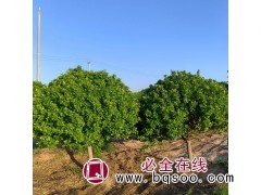 高杆卫矛球 卫矛球 特色苗木 惠民卫矛球基地 卫矛造型价格图1