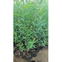 罗布麻 园林绿化栽植批发出售 露地栽培 花镜花坛种植观赏苗