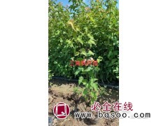 三角枫杯苗 单杆茶条槭 公园小区绿化高档彩叶苗木 东霖苗木图1