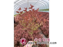 密枝红叶李大小杯苗 红叶李小苗 东霖营养杯苗生产基地 绿化苗图1