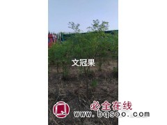 1年文冠果苗 2年生文官果苗 高50公分-1米 赛罕种苗造林图1