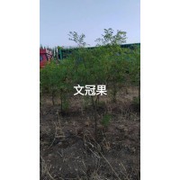 1年文冠果苗 2年生文官果苗 高50公分-1米 赛罕种苗造林