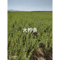 小柠条苗 大柠条苗 别墅区庭院造景工程苗 赛罕种苗 柠条苗