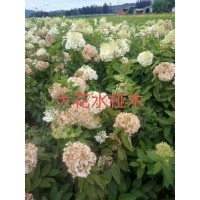 大花水桠木 木绣球杯苗 花海造景用苗 观赏灌木苗 忠杰苗园