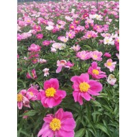芍药苗 东北芍药 园林景区花海 观赏花卉 忠杰苗园 重瓣芍药