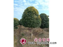 高杆黄金枸骨球 黄金枸骨球 绿化造型树 新河华夏苗木 枸骨球图1
