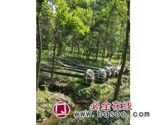 2-35公分榉树 榉树价格 浙江榉树基地 兴旺苗木场 榉树图1