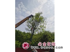 女贞树价格，大叶女贞价格分析，高杆女贞价格,兴旺苗木场图1
