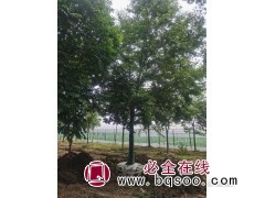 栾树，栾树价格哪里便宜?浙江海宁市盐官镇兴旺苗木场图1