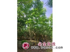 榉树 榉树价格 浙江榉树  海宁市盐官镇兴旺苗木场 榉树基地图1