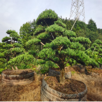 日本罗汉松基地 10-25公分 造型别墅标配 进口竣杰园林