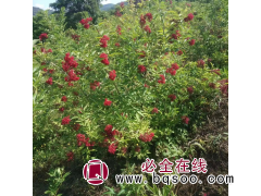 接骨木 颗粒饱满 东北耐寒接骨木苗 枝条开展 冬芽卵形图1