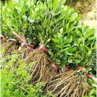 明亚苗木 海桐基地 优质海桐苗 海桐树苗 海桐球绿化苗