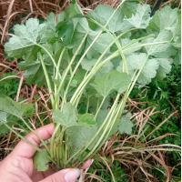 基地出售 地被宿根植物 益母草 园林绿化 花海景观 观赏花卉