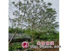 凤凰树批发 专业水花消失树基地 赴源 面向全国 树形优美图1