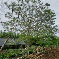 凤凰树批发 专业水花消失树基地 赴源 面向全国 树形优美