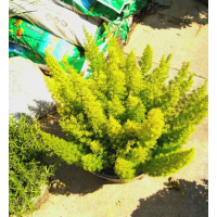 宿根植物 狐尾天门冬容器苗 花境种植多年生 5加仑大盆苗木