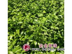 岗梅袋装苗批发厂家 一级种苗 露天栽培 园林绿化苗木图1
