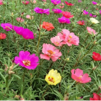 重瓣太阳花 半枝莲 小区园林景观种植根系发达涨势快 花坛点缀